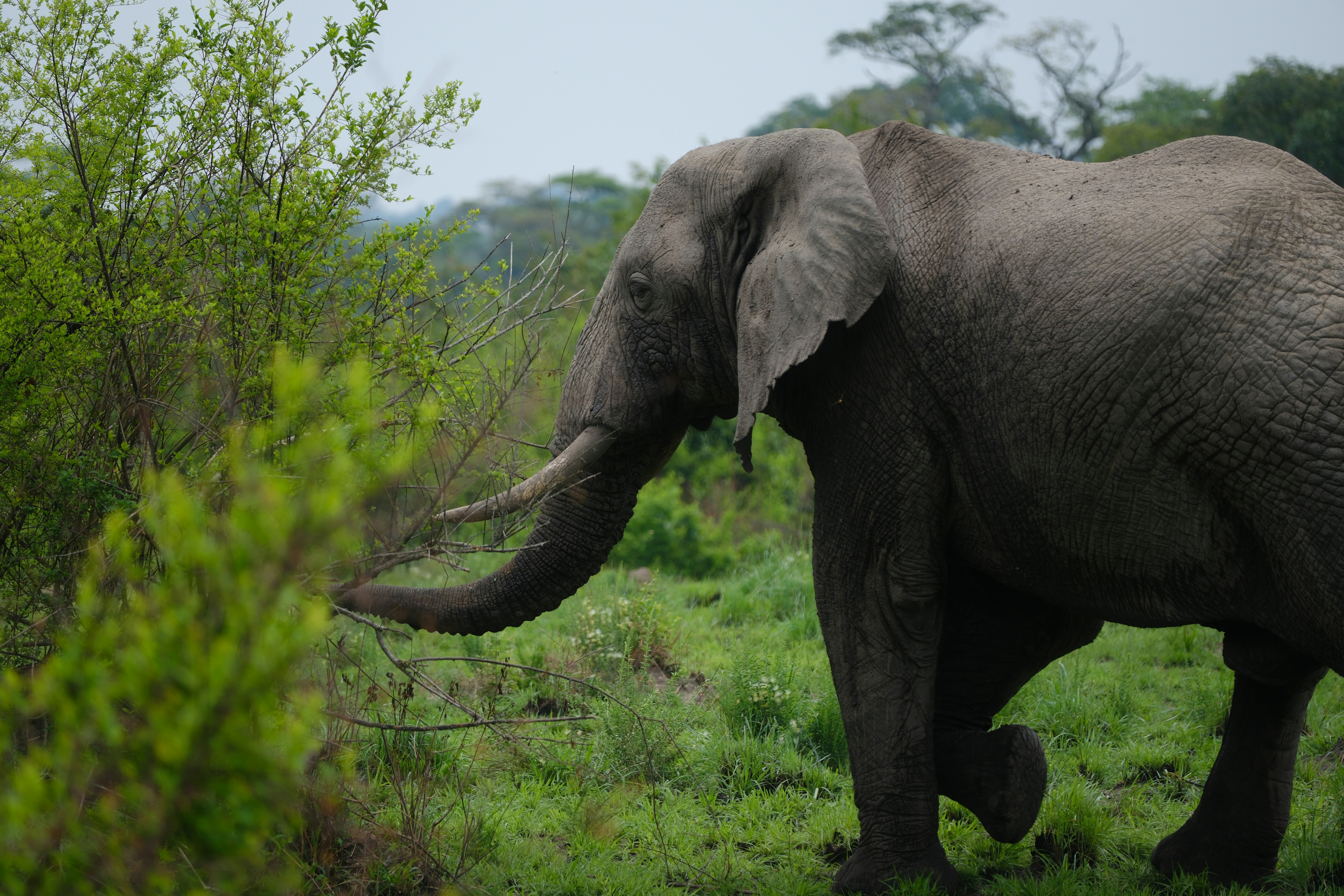 10 Days Uganda  Wildlife & Primate Safari