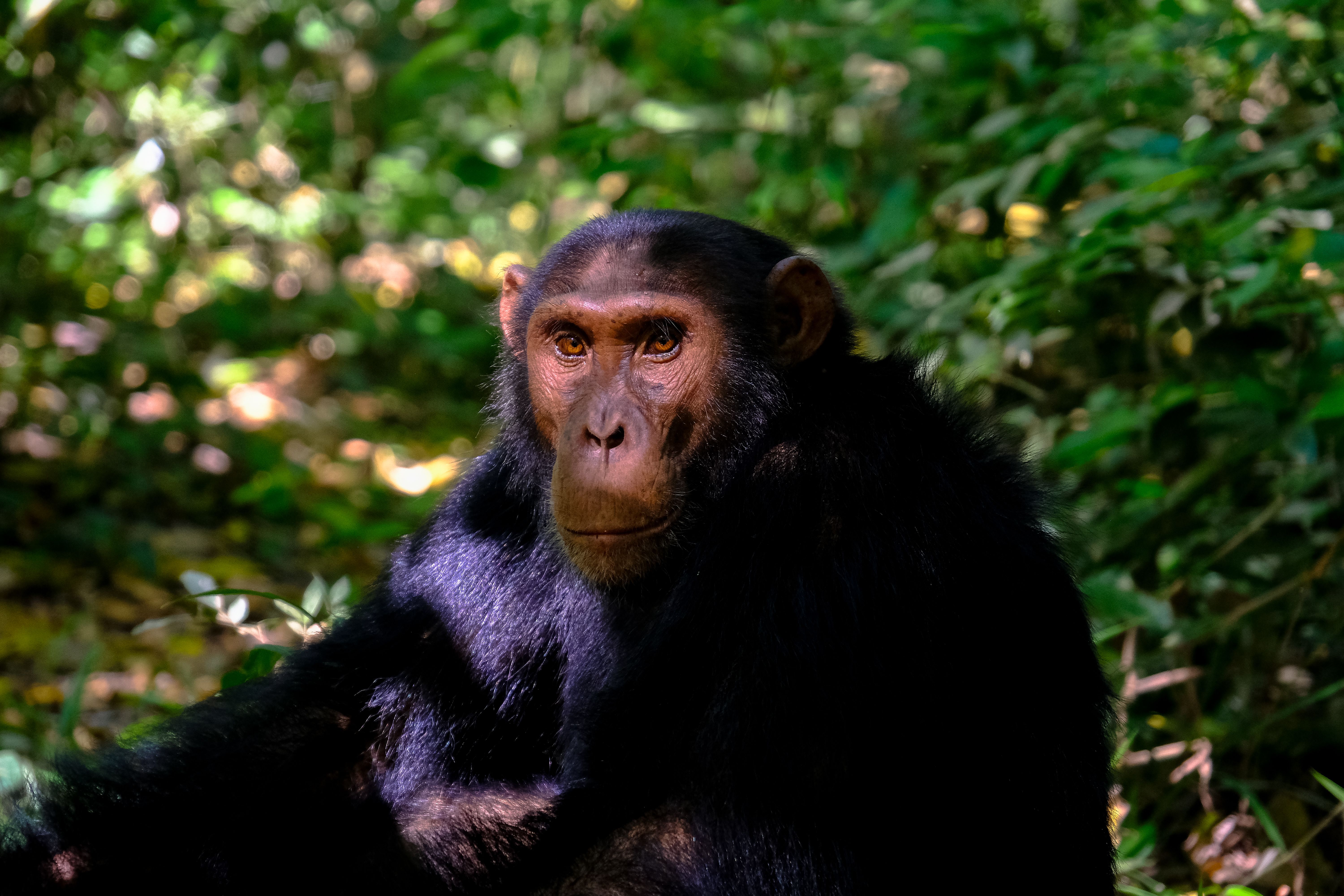 11 Days Uganda Birding, Wildlife & Primates Safari