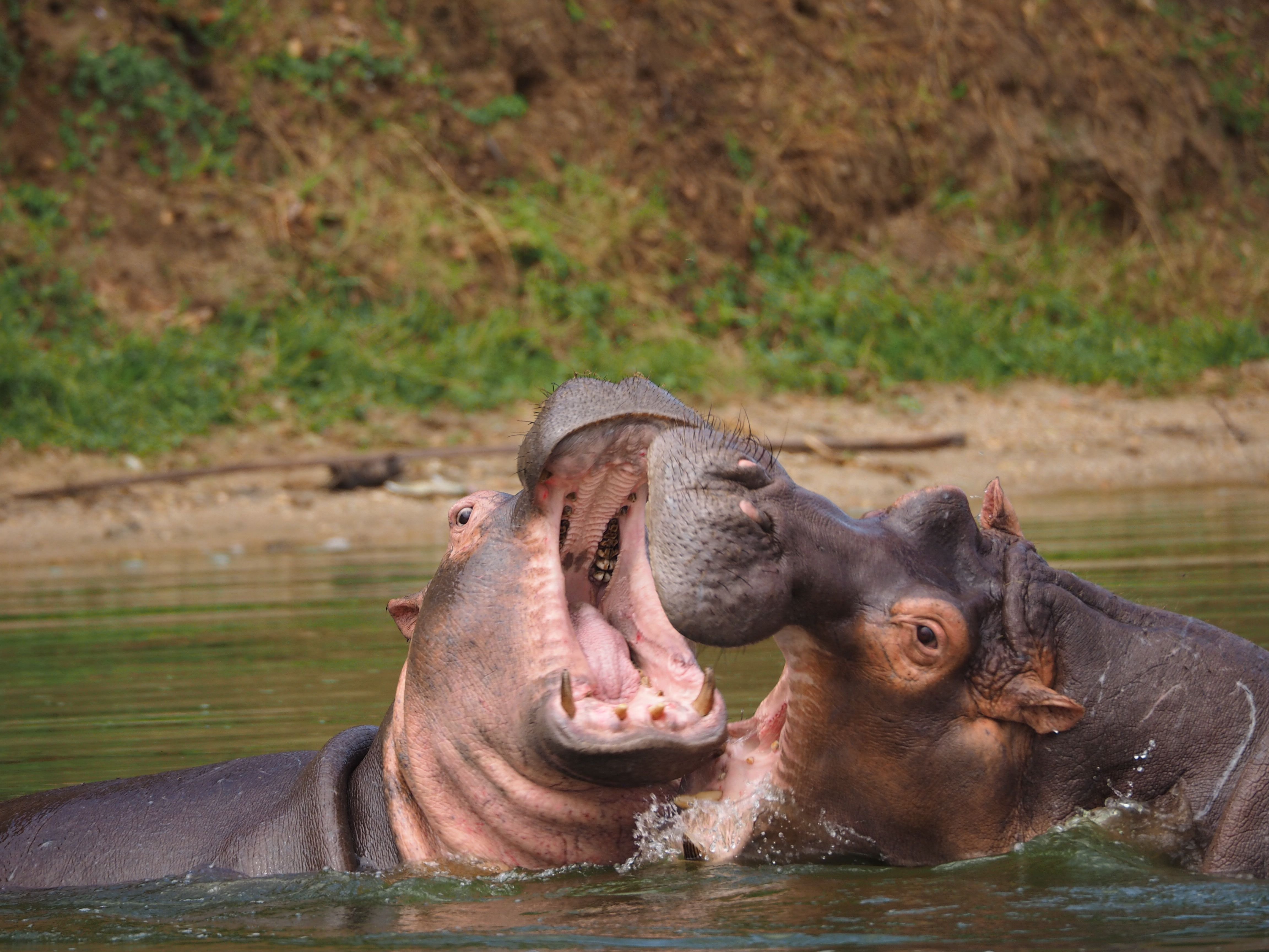 11 Days Uganda Wildlife, Primates & Adventure Safari