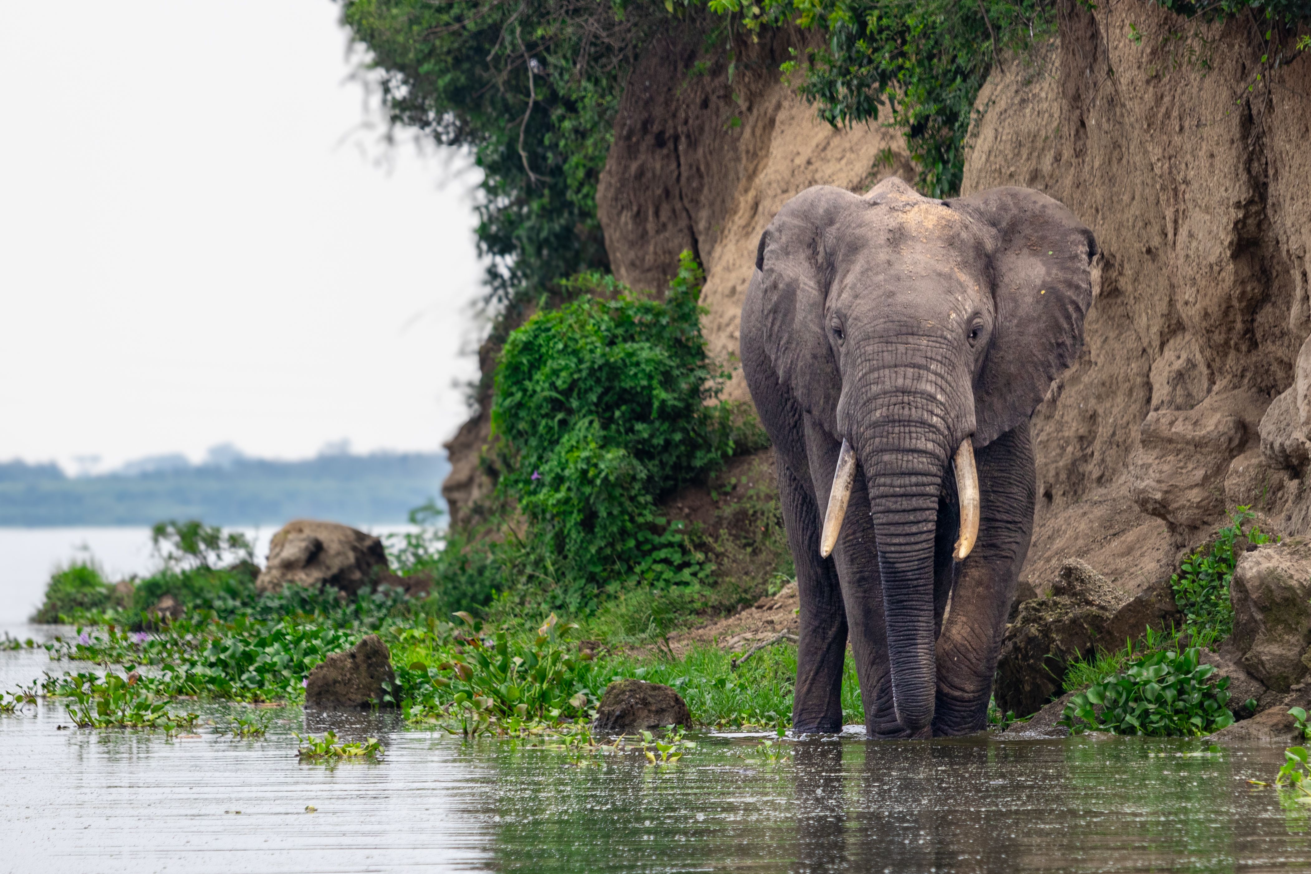 12 Days Uganda Luxury Gorilla, Wildlife  Safari