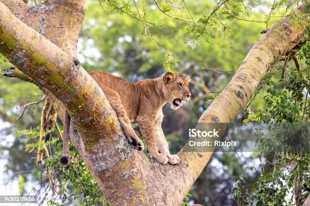 12 Days Ultimate Uganda Explorer Safari