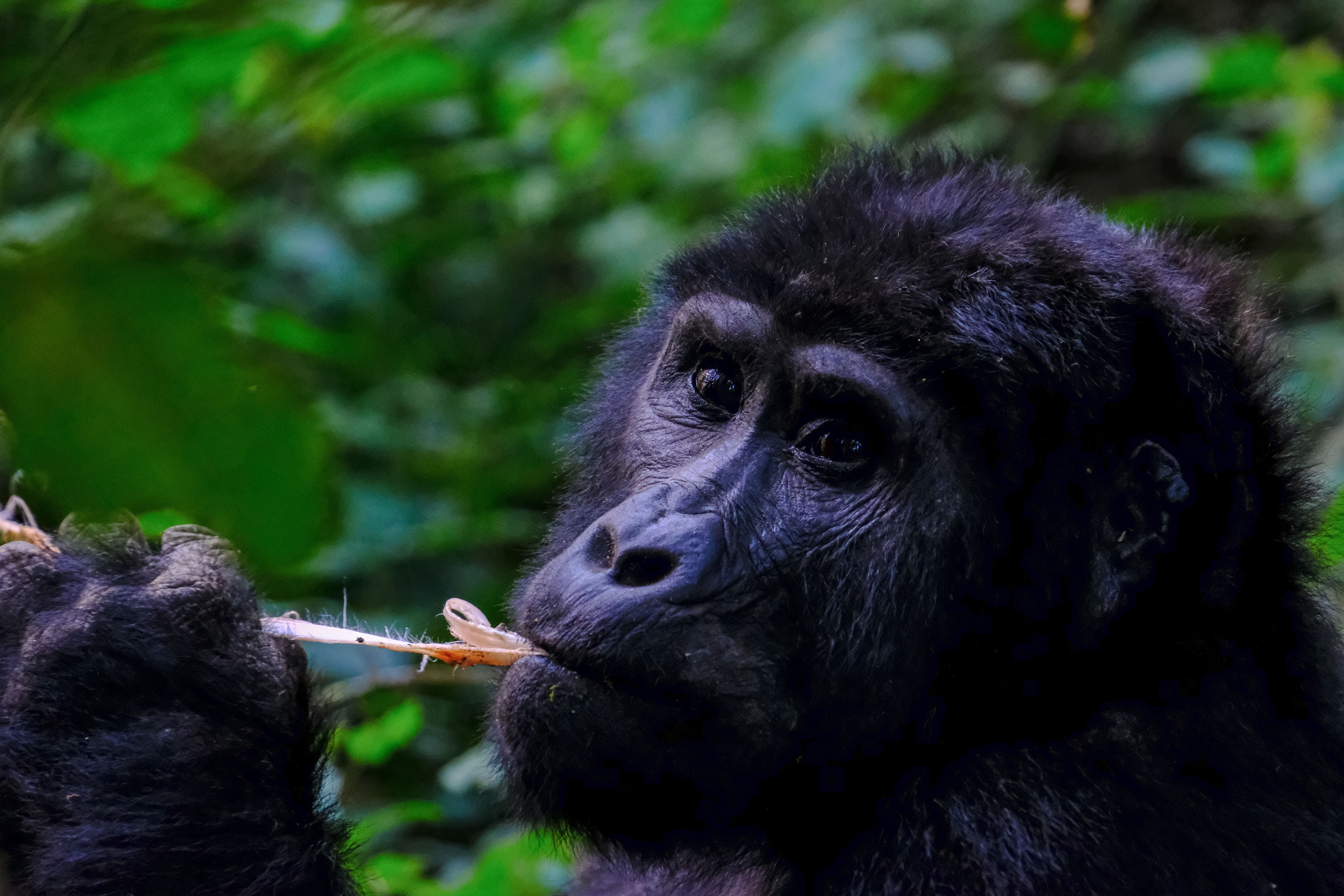 13 Days Uganda Conservation, Wildlife & Community Safari