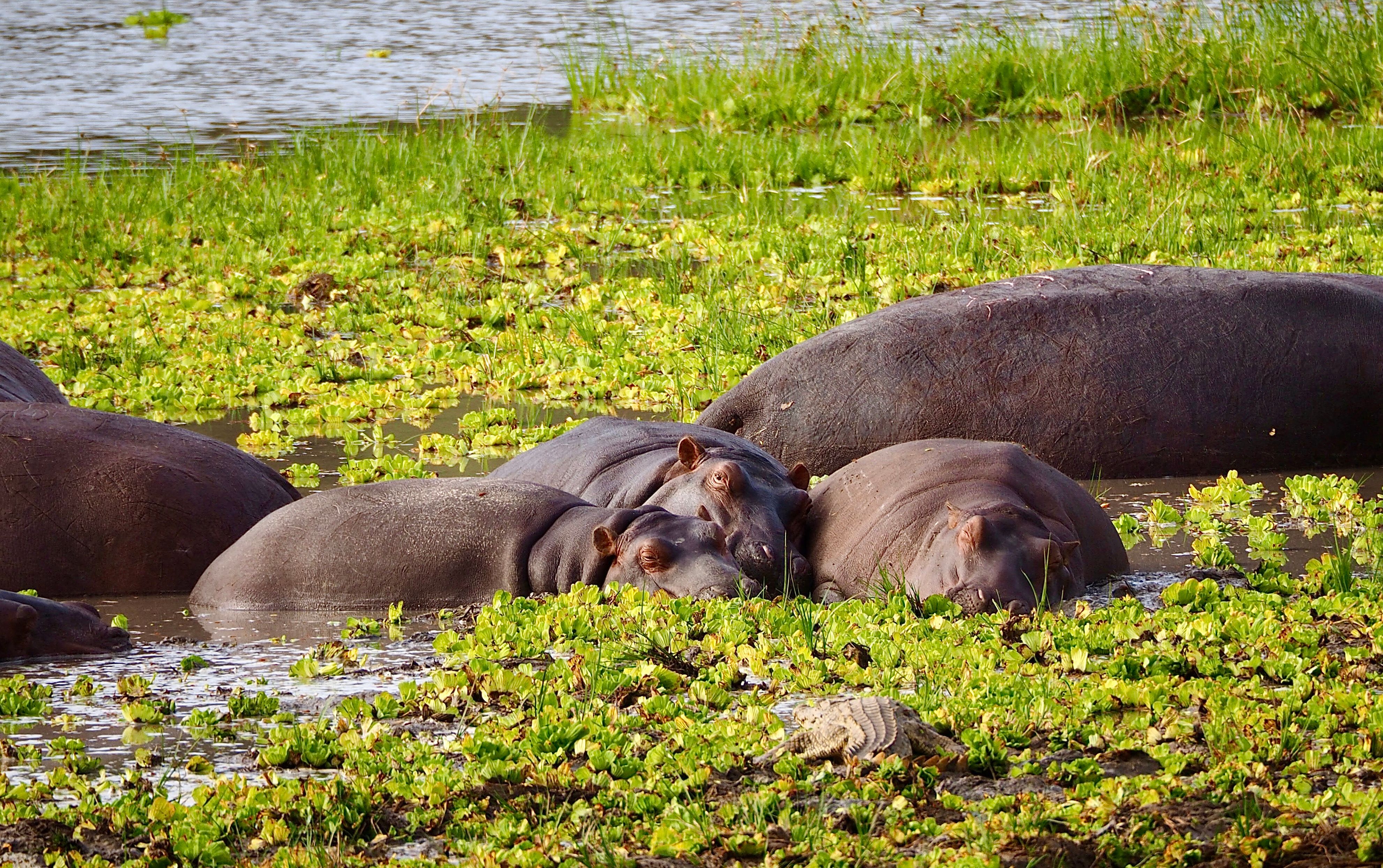 14-day Uganda Honeymoon Safari