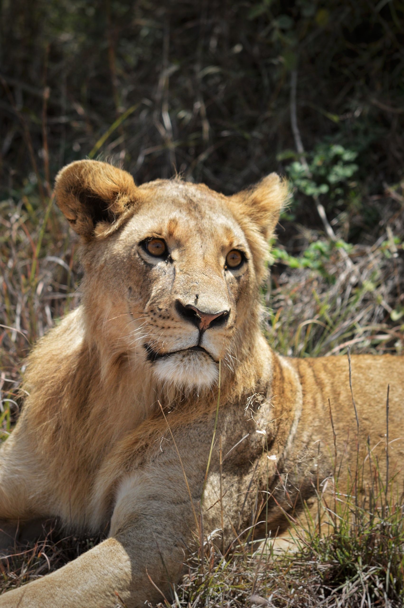 20 Day Memorable Wildlife Safari In Uganda