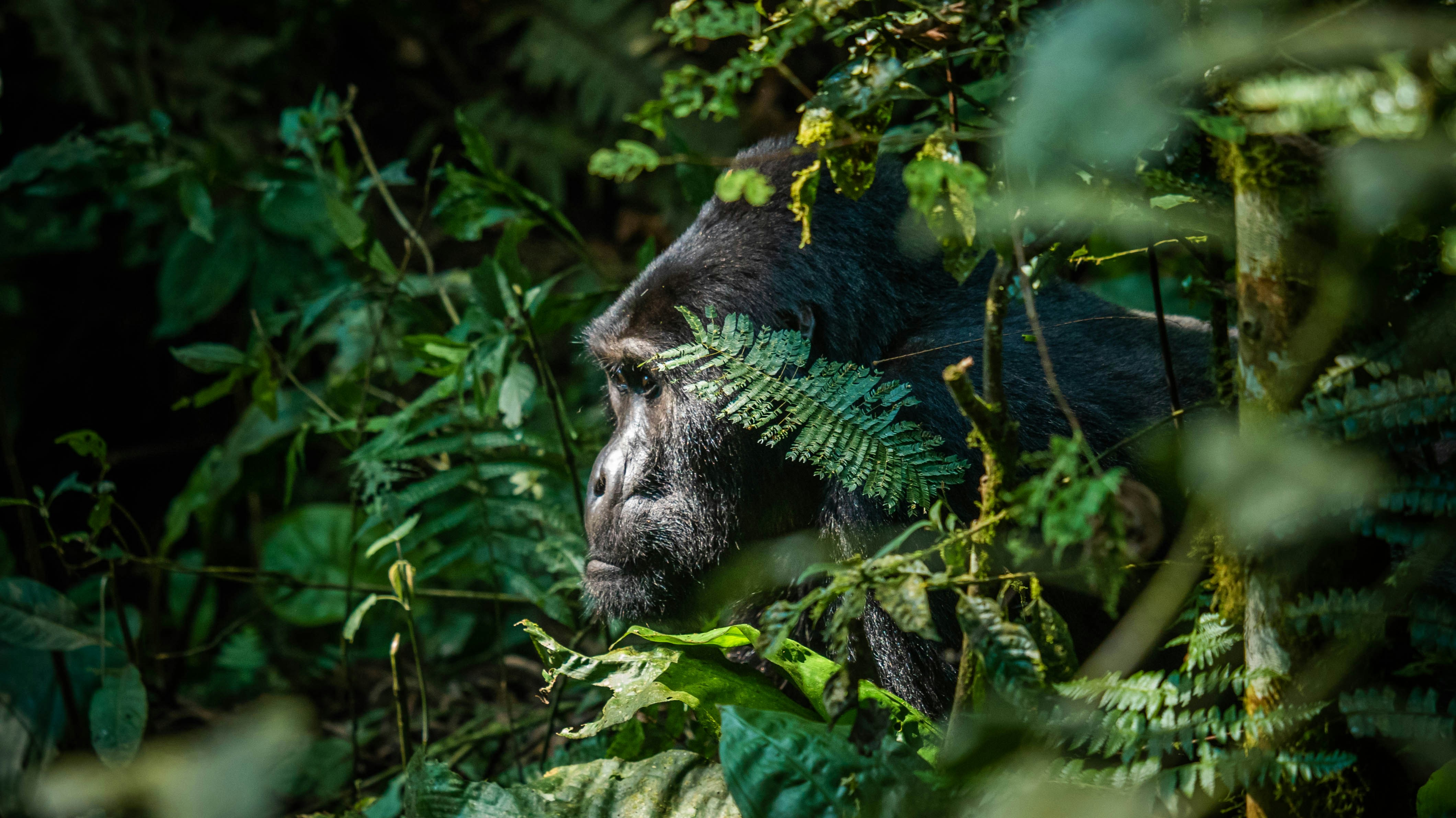 3 Days Bwindi Gorilla Trekking Adventure