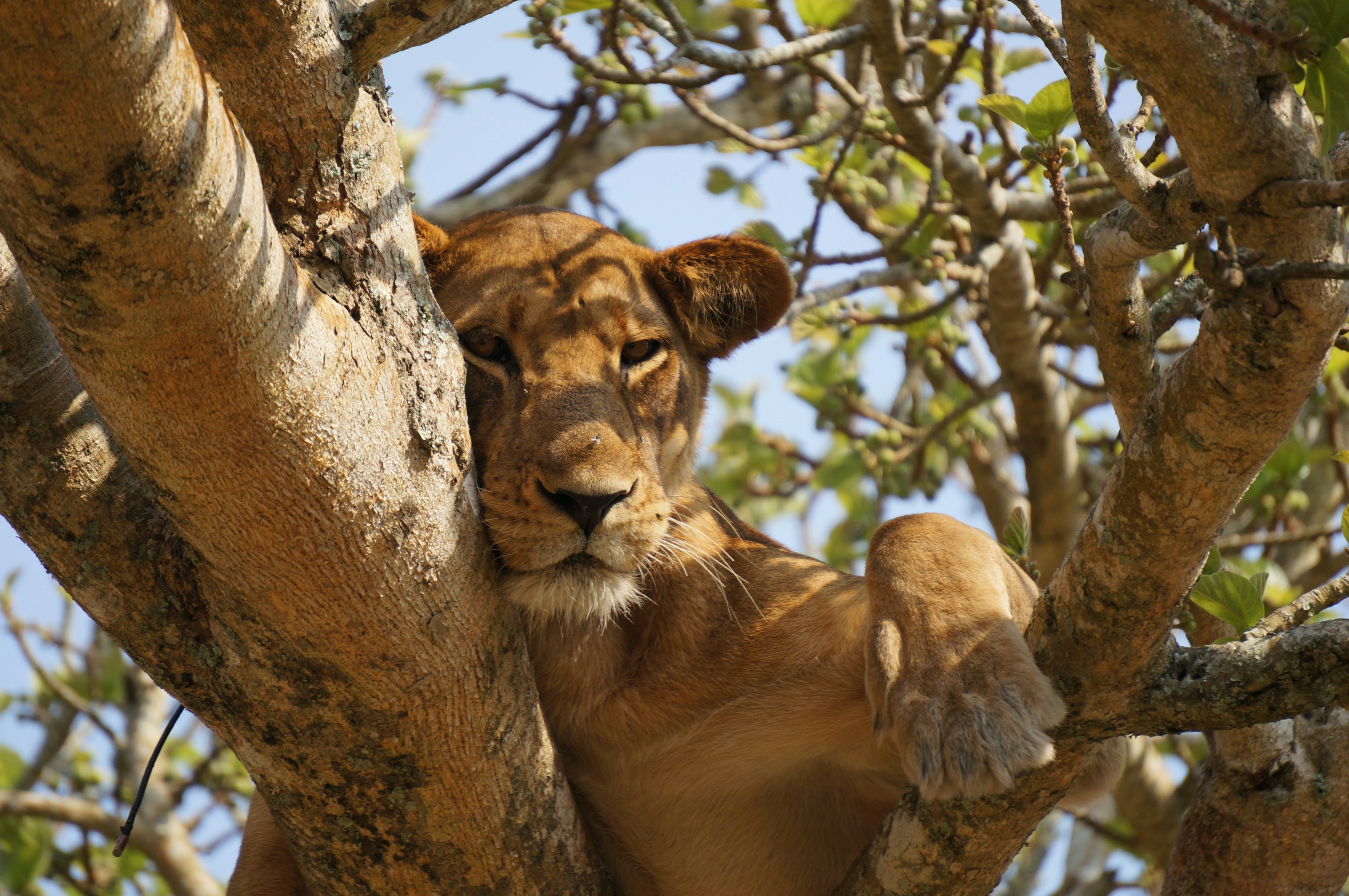 Morning Game Drive and Boat Cruise
