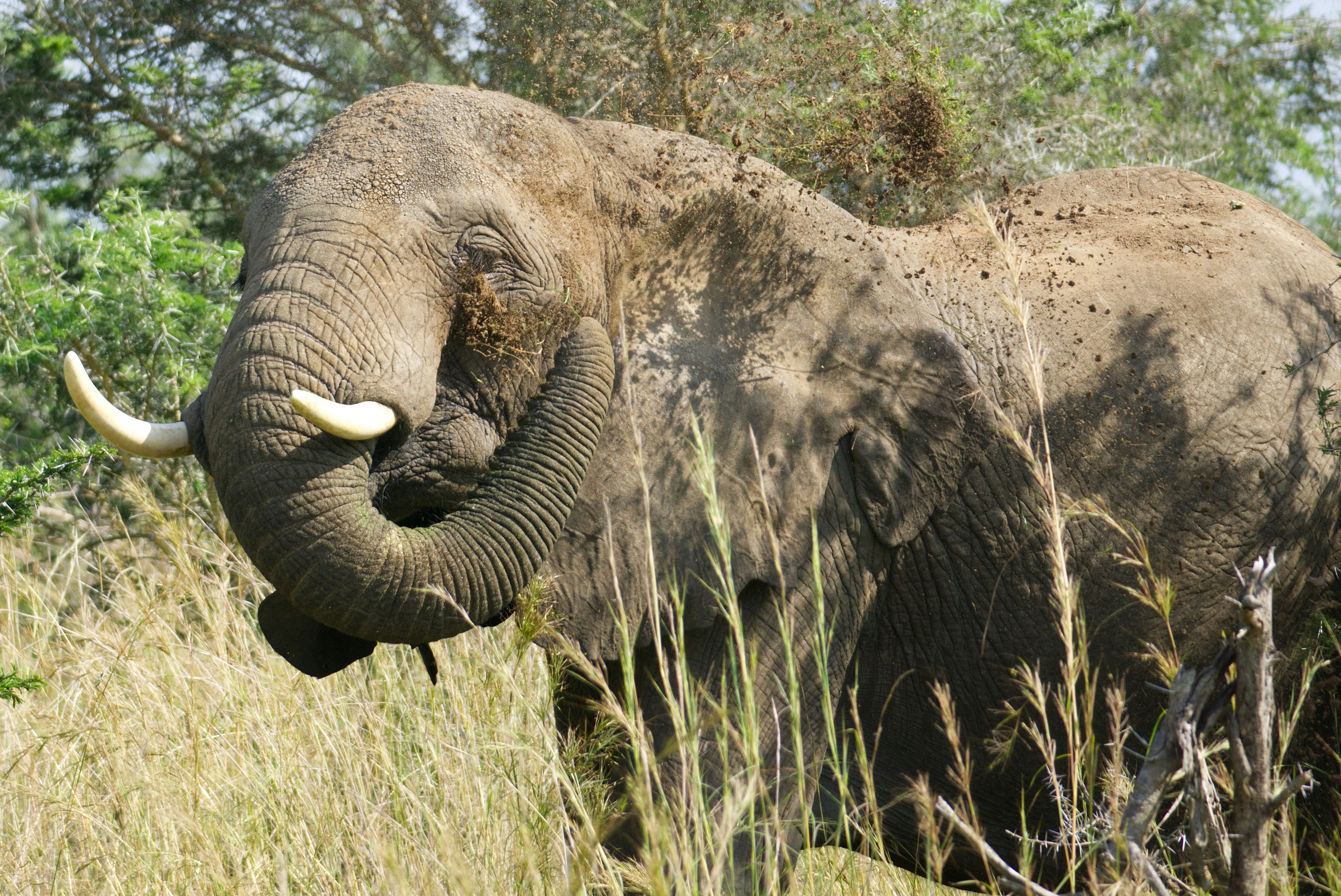3 DAYS QUEEN ELIZABETH NATIONAL PARK WILDLIFE SAFARI