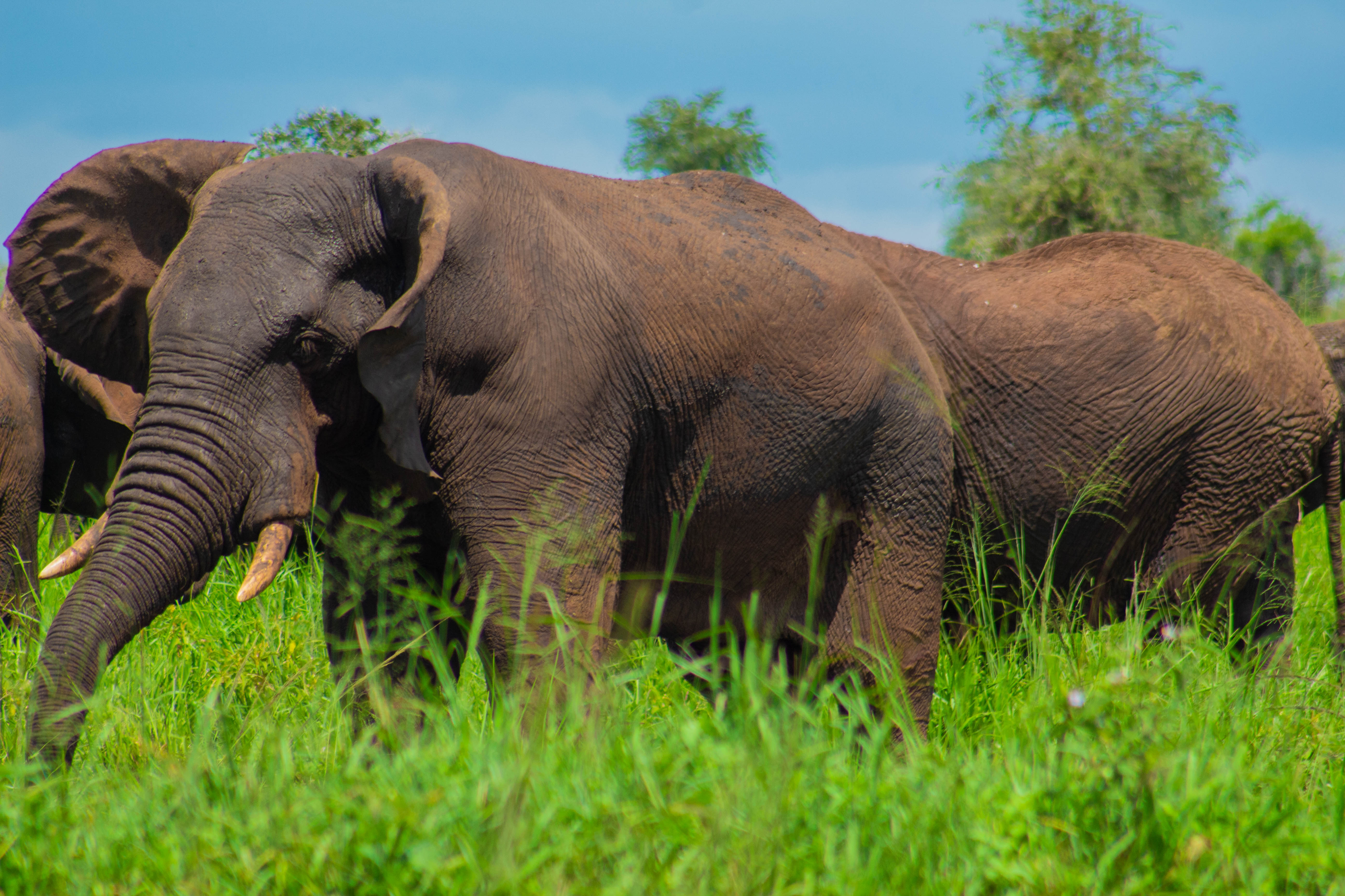 4 Days Queen Elizabeth Wildlife & Crater Lakes Safari