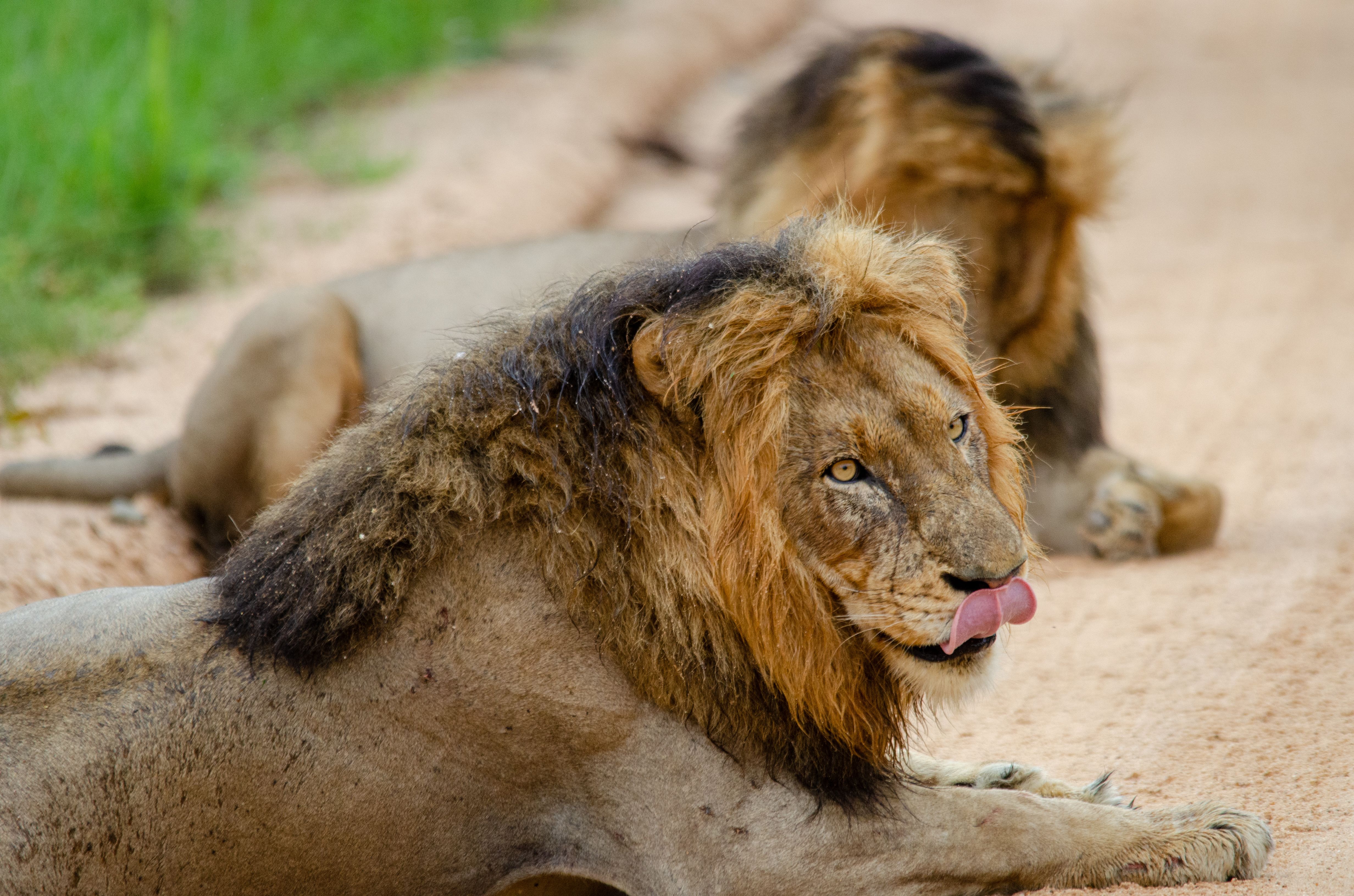 5 Days Murchison Falls & Big Five Safari