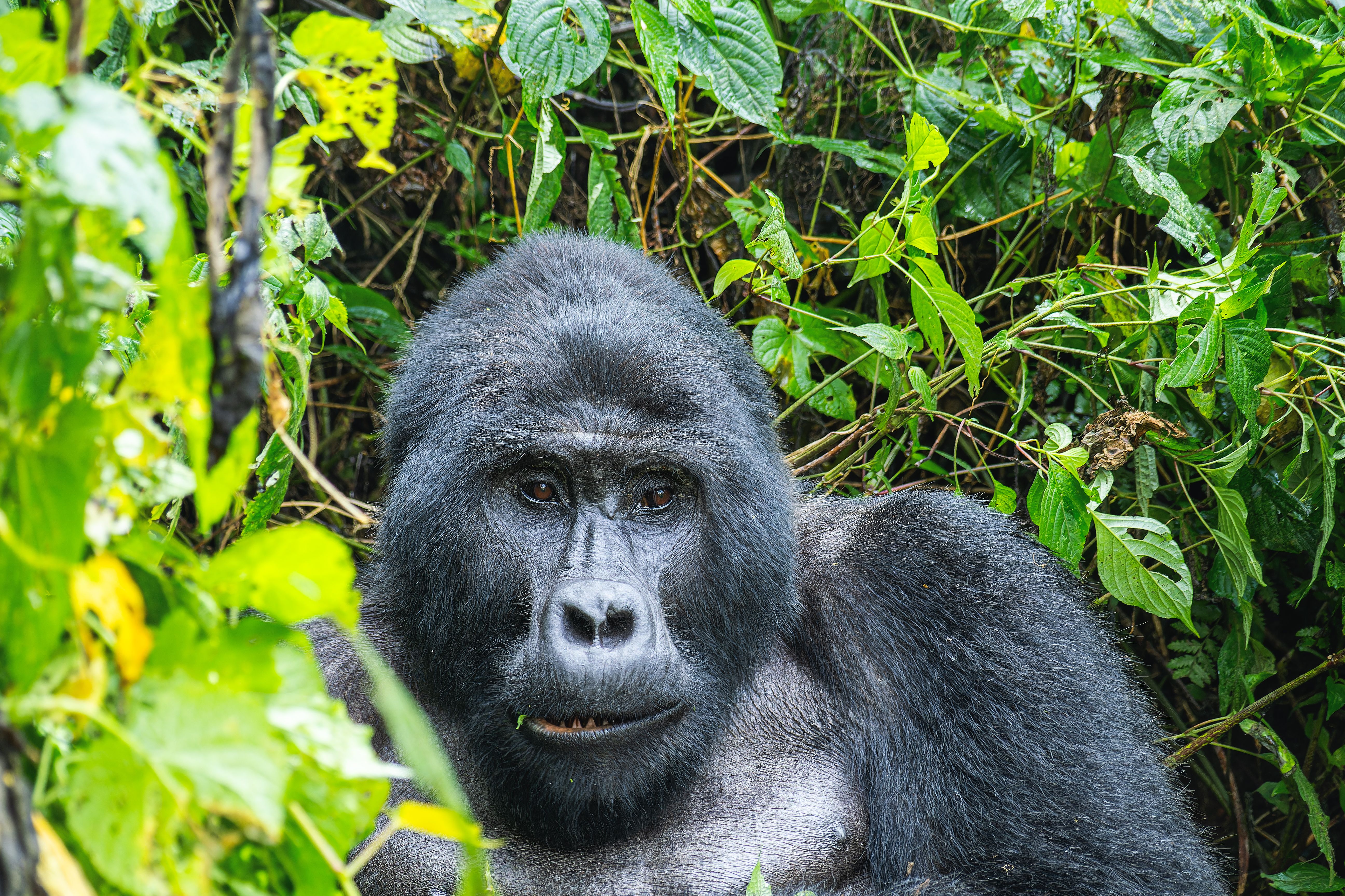 5 Days Primates & Savannah Safari