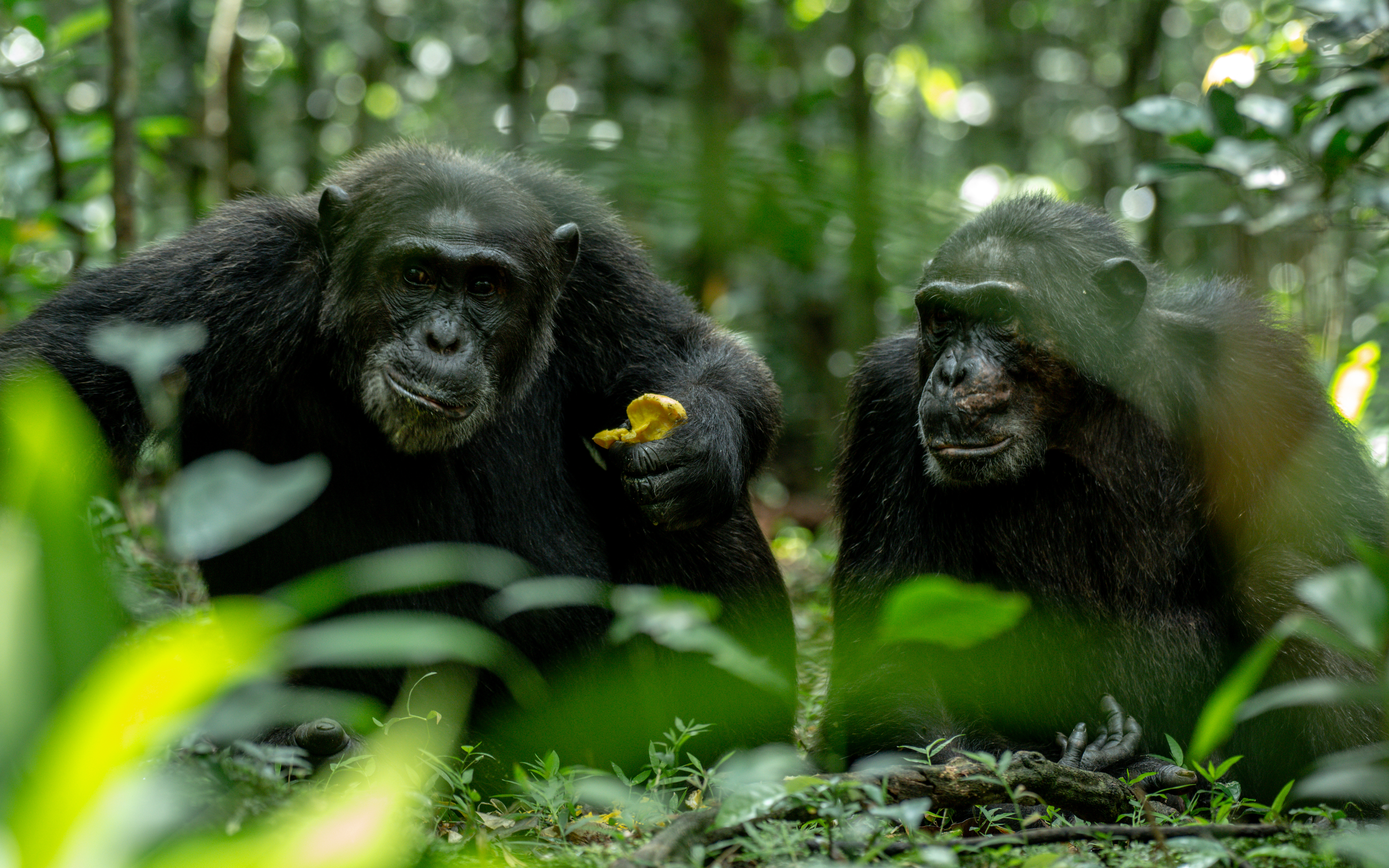 Transfer to Kibale Forest National Park