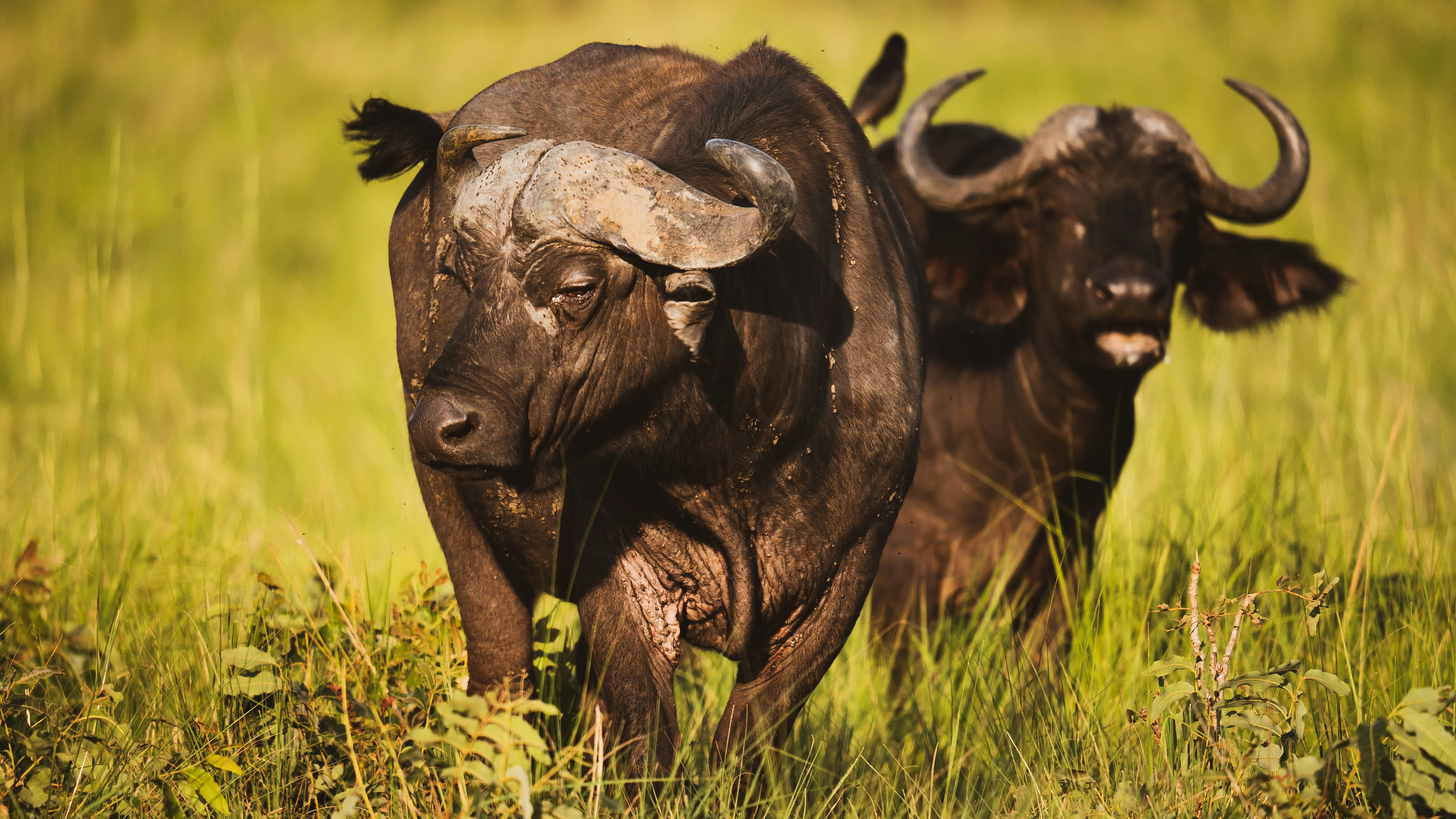 6 Days Big Five & Chimpanzee Tracking Safari