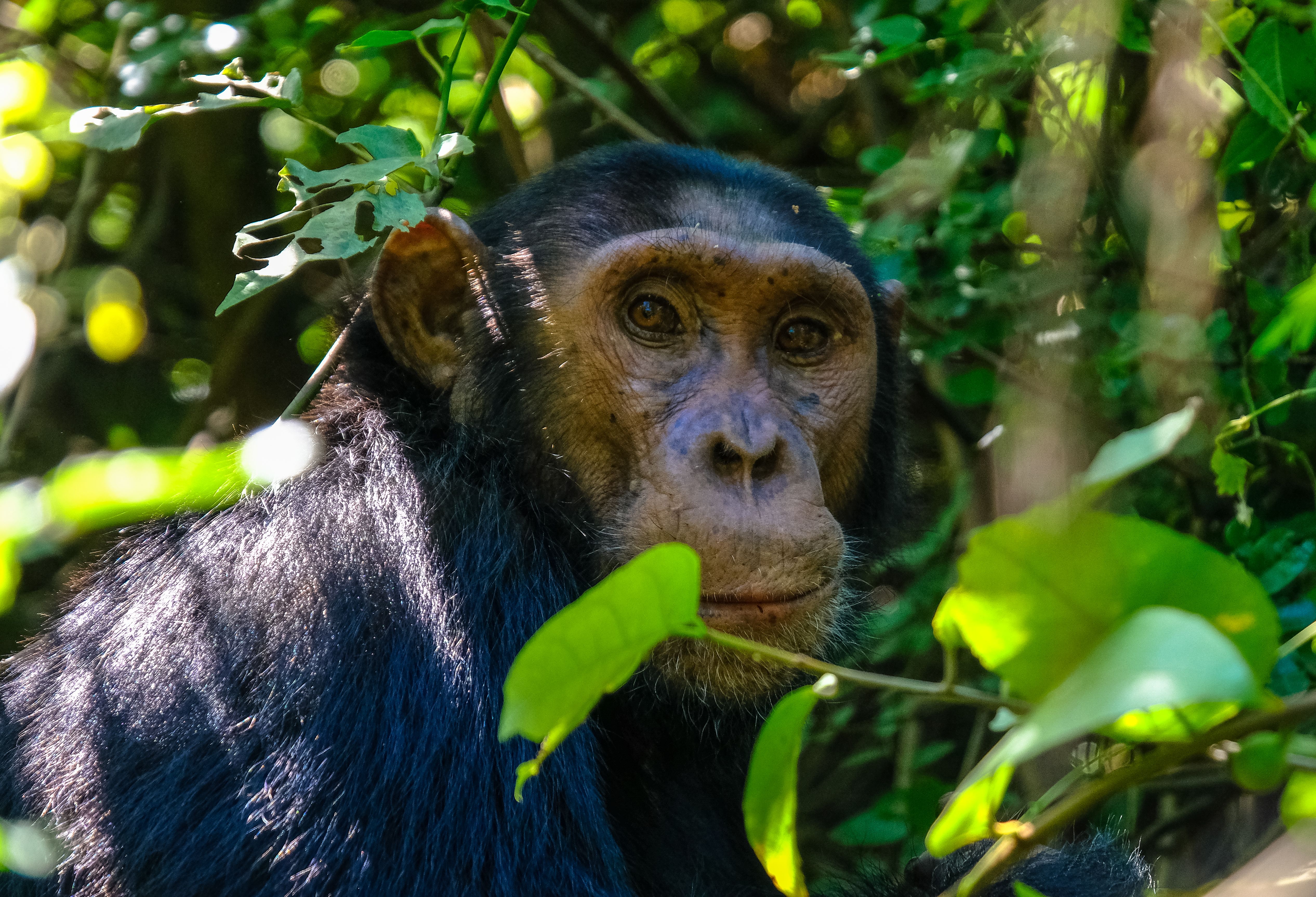 6 Days Gorilla & Lake Bunyonyi Safari