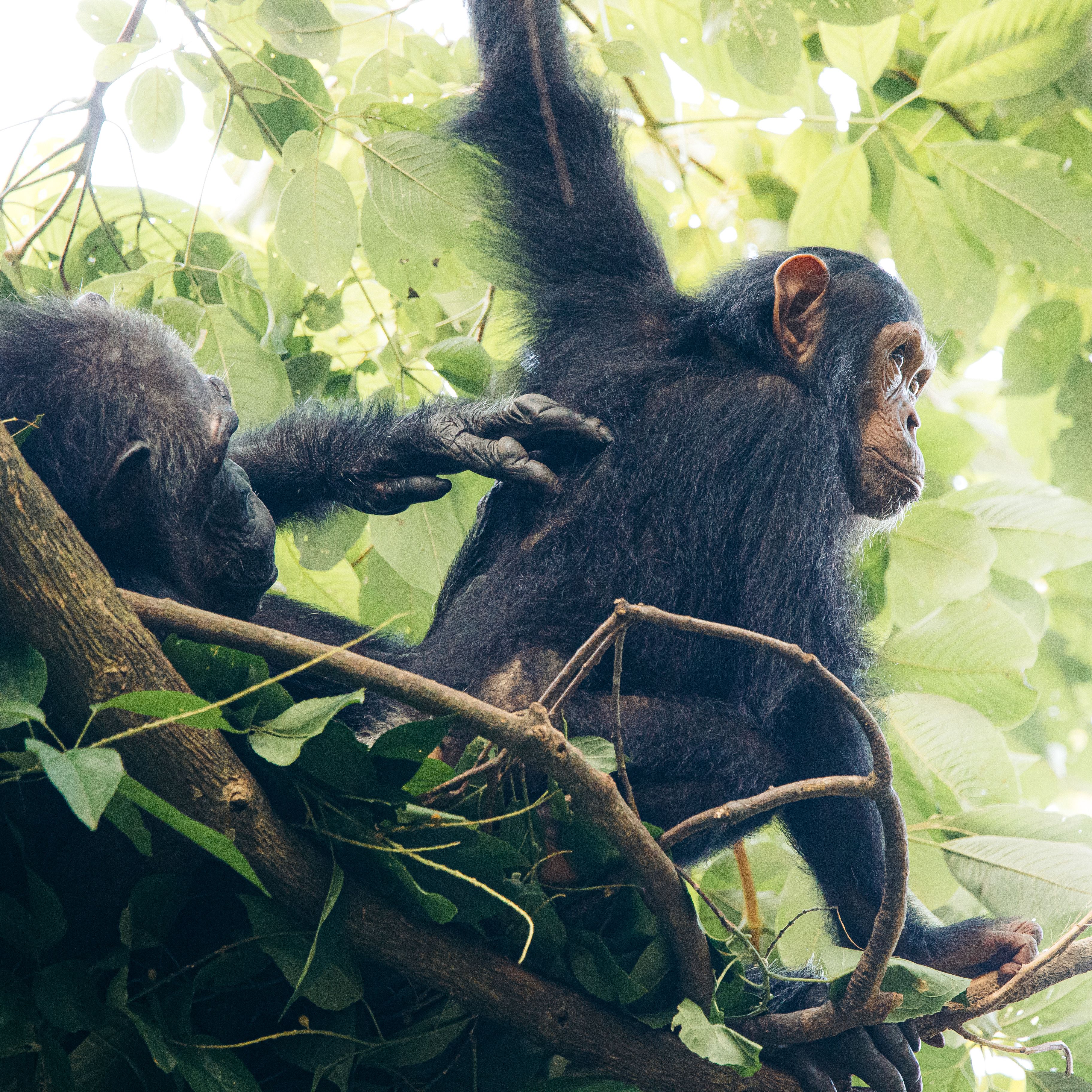 7 Days Gorillas, Chimps & Wildlife Safari
