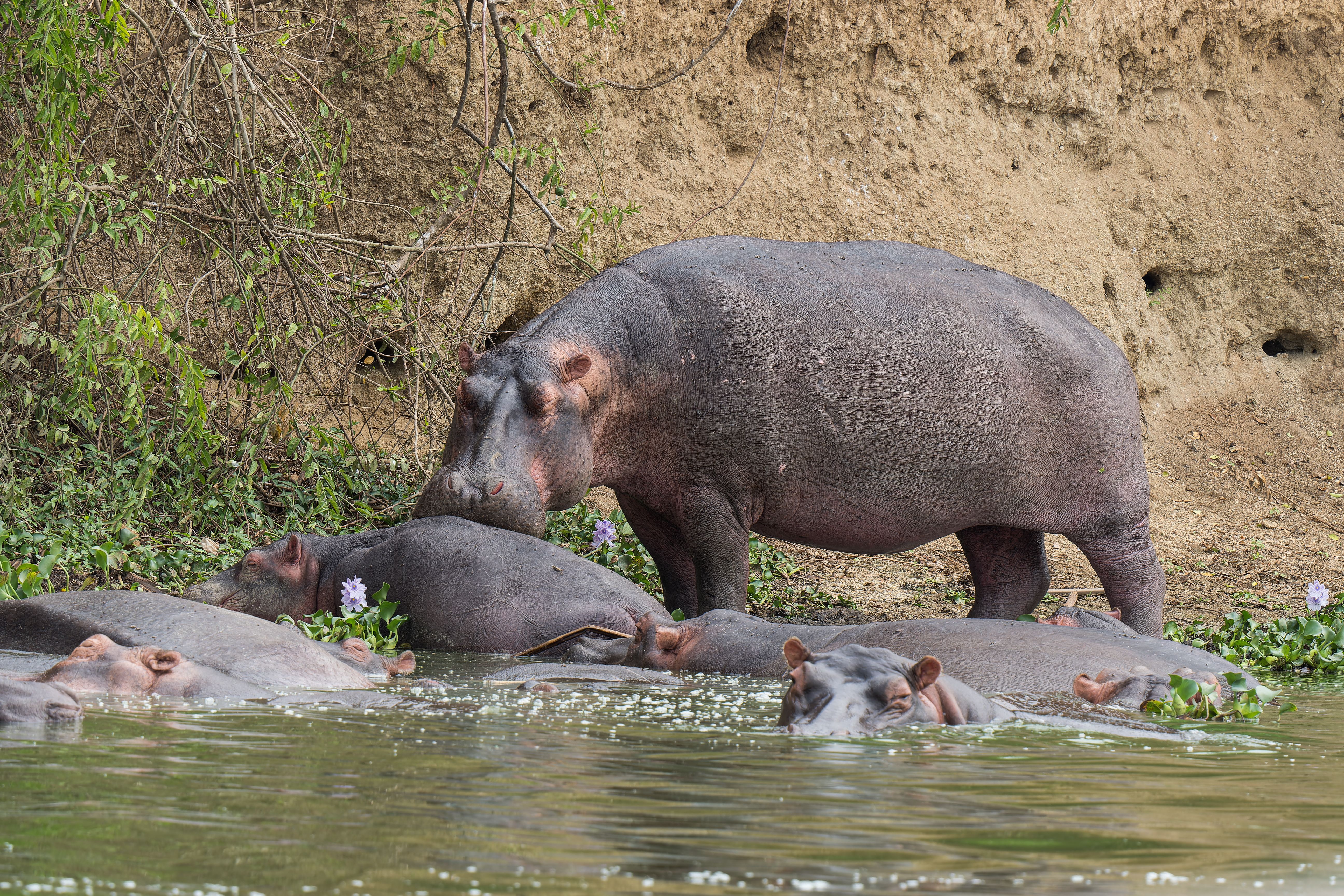 8 Days Uganda Birding & Wildlife Safari