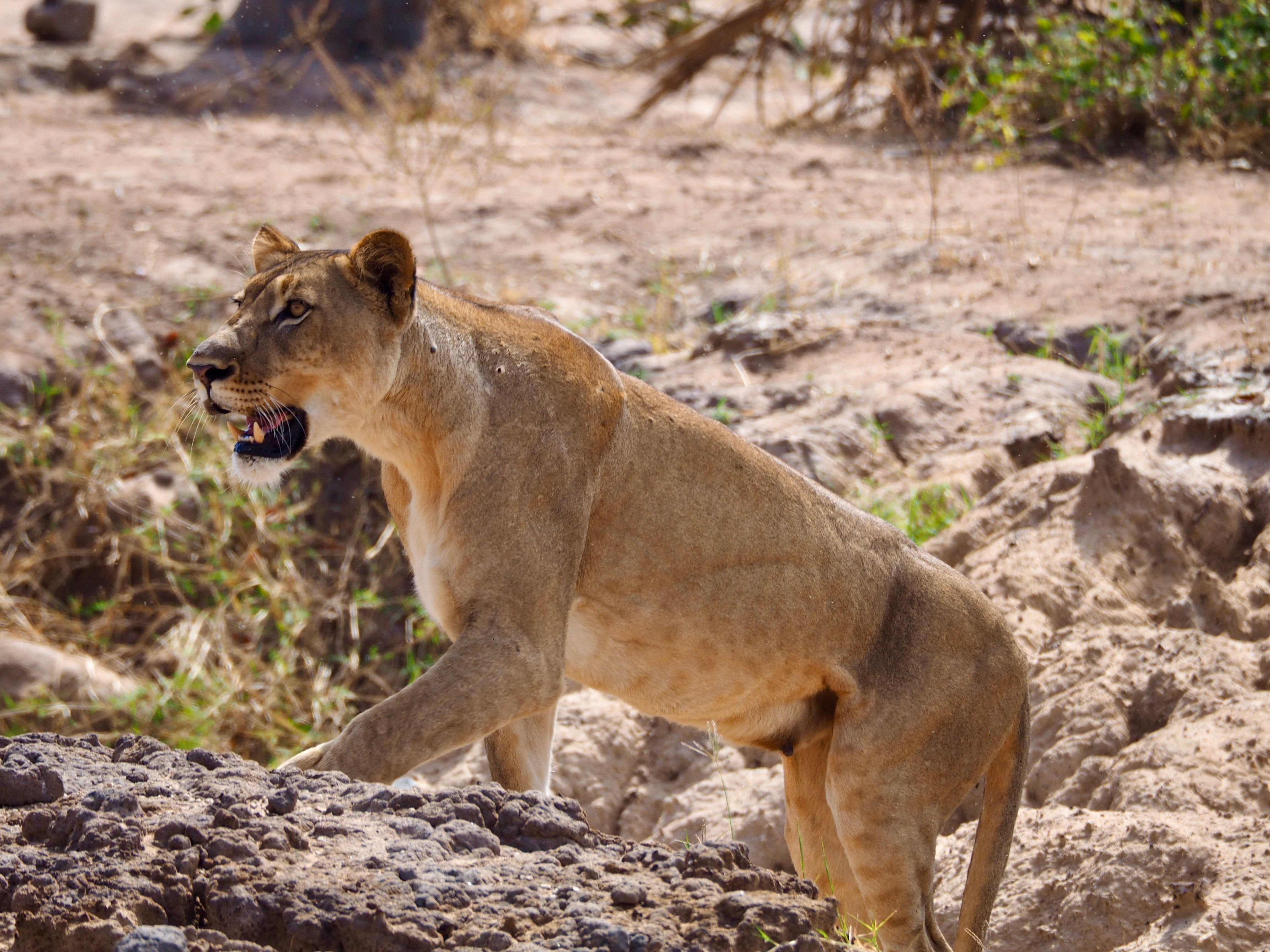 8 Days Uganda  Wildlife Safari