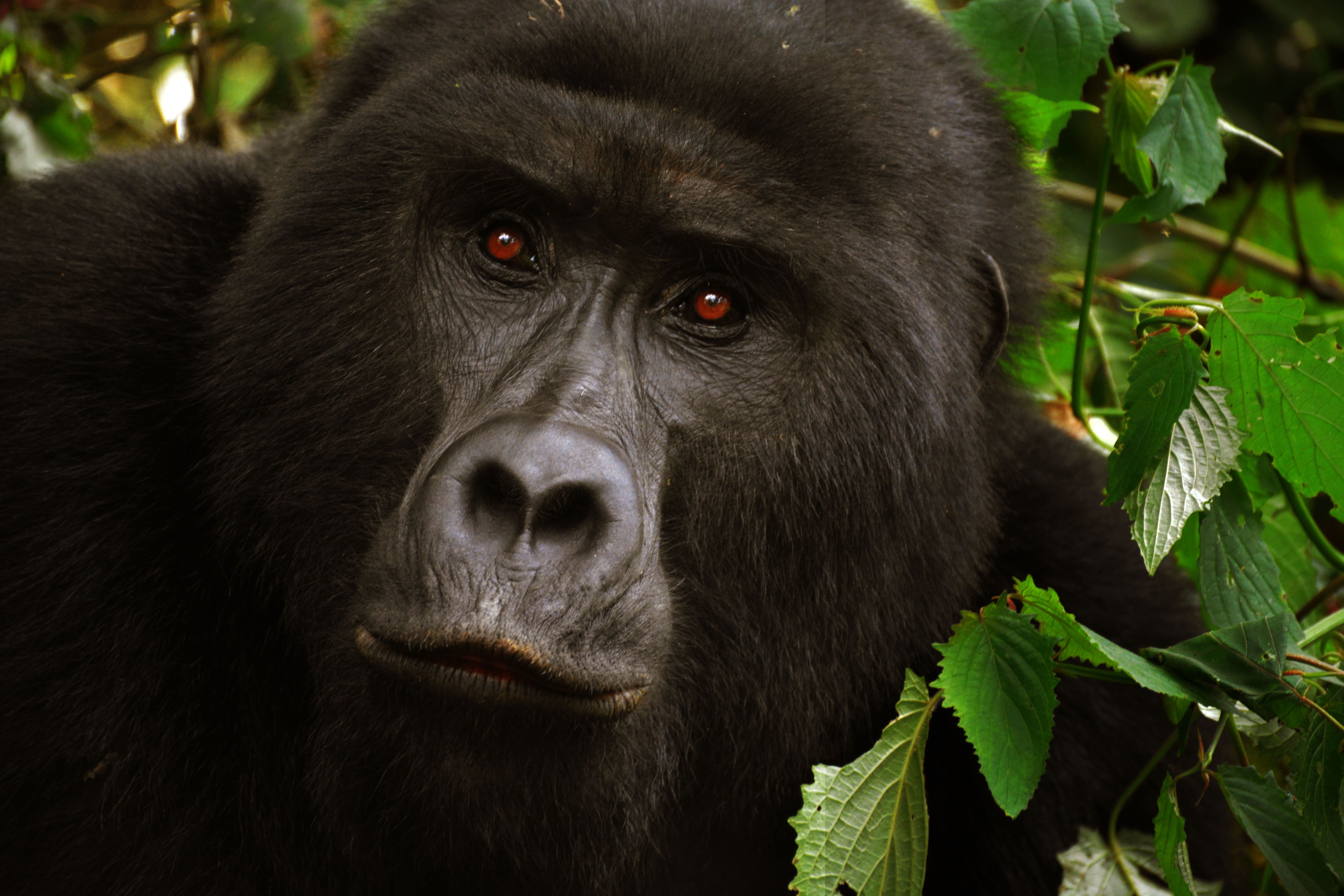 9 Days Gorillas, Golden Monkeys & Volcanoes Safari