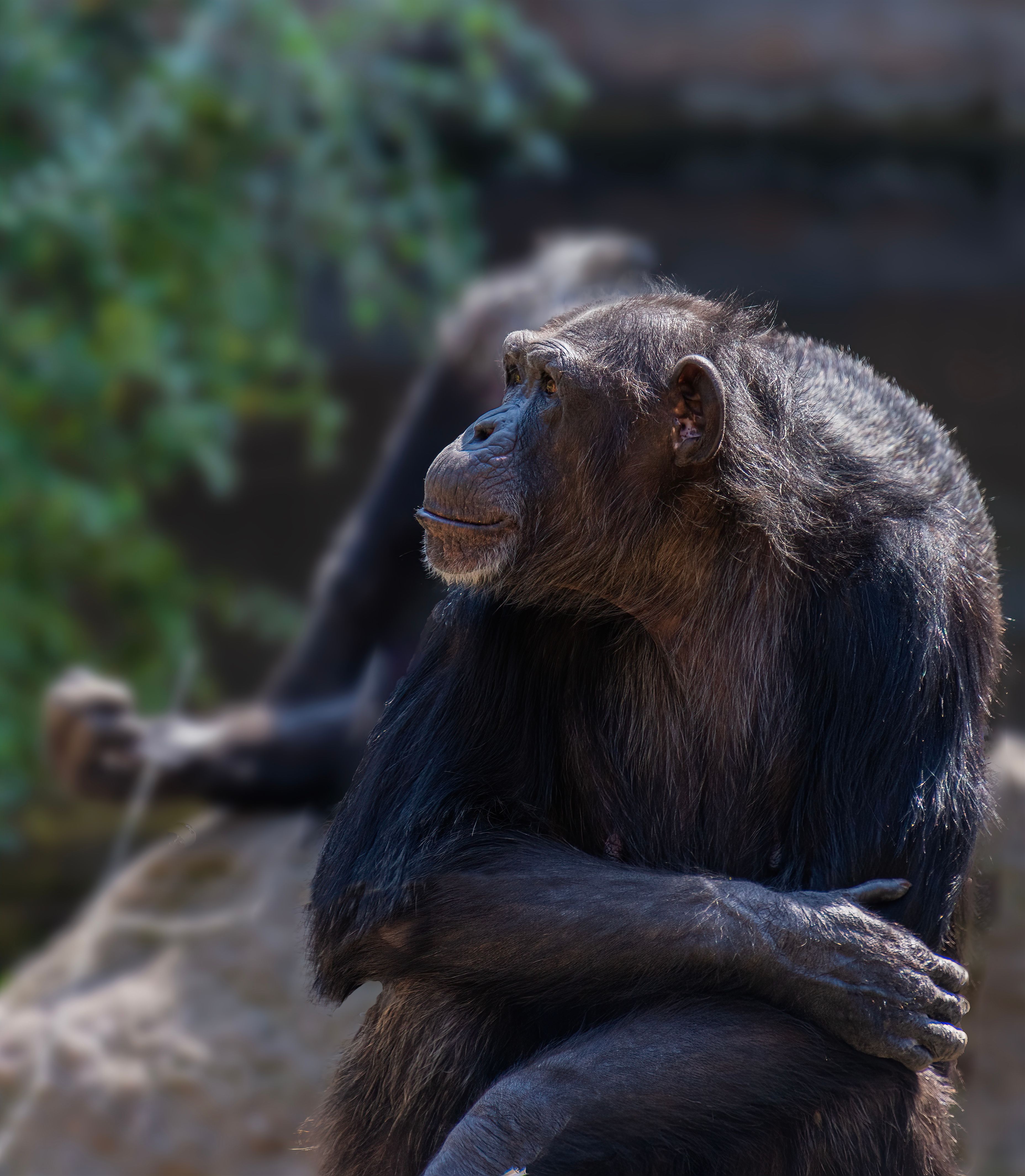 9 Days Ultimate Gorilla, Chimpanzee & Big Five Safari