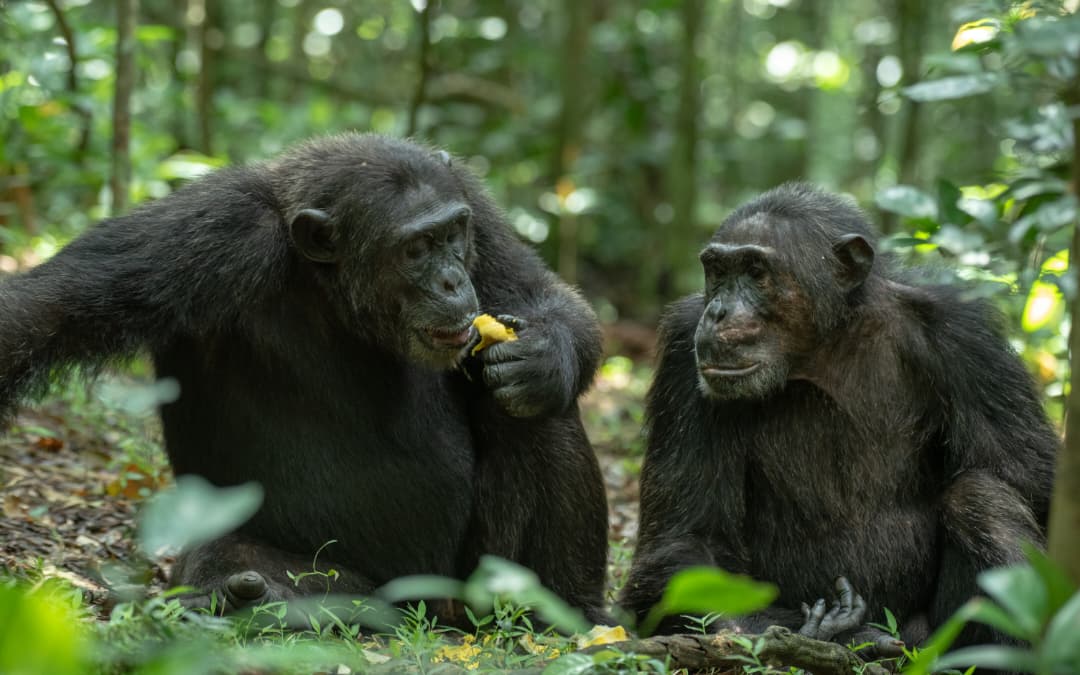 How Much Does a Ugandan Safari Cost in 2026? A Complete Price Guide